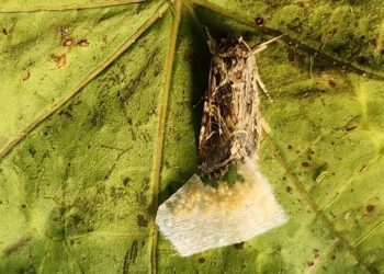 Animais reagem a sons 'secretos' de plantas, revela pesquisa