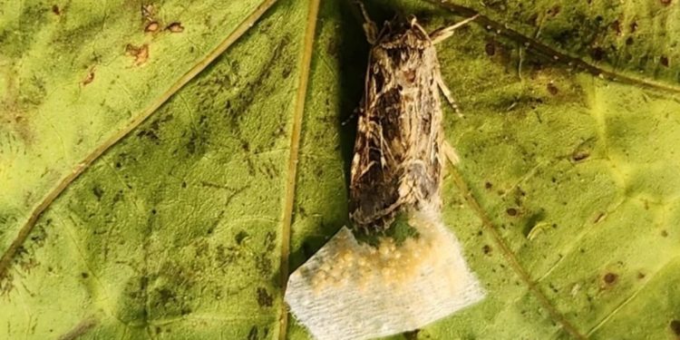 Animais reagem a sons 'secretos' de plantas, revela pesquisa