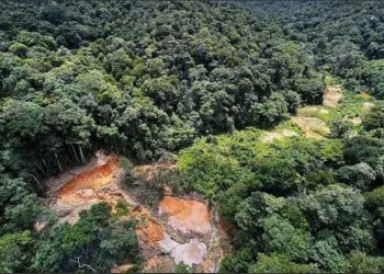 Como a degradação da Amazônia aumenta o risco de novas pandemias