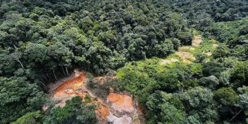 Como a degradação da Amazônia aumenta o risco de novas pandemias