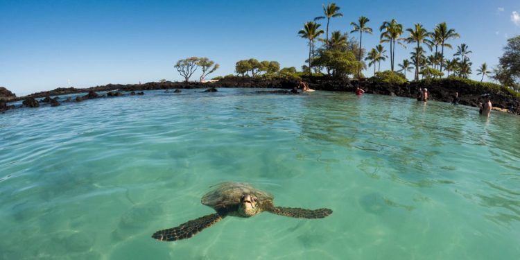 Como e por que a SpaceX pode colocar em risco a vida marinha em uma ilha sagrada no Havaí