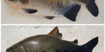 Avaliação por inteligência artificial indica nível de estresse de peixe amazônico cultivado