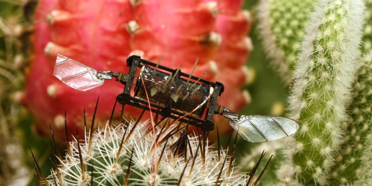 Flores no planeta vermelho: robô-abelha do MIT poderá polinizar plantas em Marte