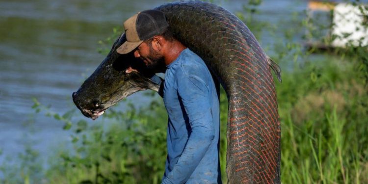 Pele de peixe gigante da Amazônia vira bolsa de luxo, mas ganho não chega a pescadores