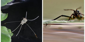 Percevejos com ‘pés franjados’ inspiram criação de robô que se move com velocidade na água