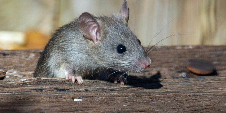 Retirar um único aminoácido da dieta fez camundongos viverem até 30% mais em estudo científico