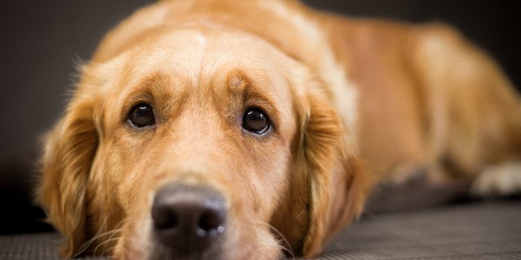 Seu cachorro pode ler sua mente? Veja o que diz uma especialista