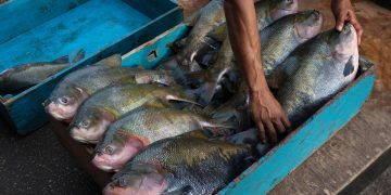 Um dos peixes mais cultivados do Brasil, tambaqui ganha ferramenta de IA para medir estresse no cativeiro