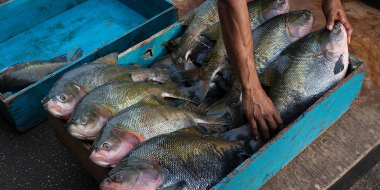 Um dos peixes mais cultivados do Brasil, tambaqui ganha ferramenta de IA para medir estresse no cativeiro