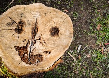 A curiosa doença que faz as pessoas enxergarem rostos onde eles não existem