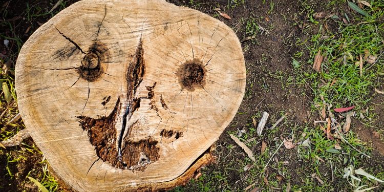 A curiosa doença que faz as pessoas enxergarem rostos onde eles não existem