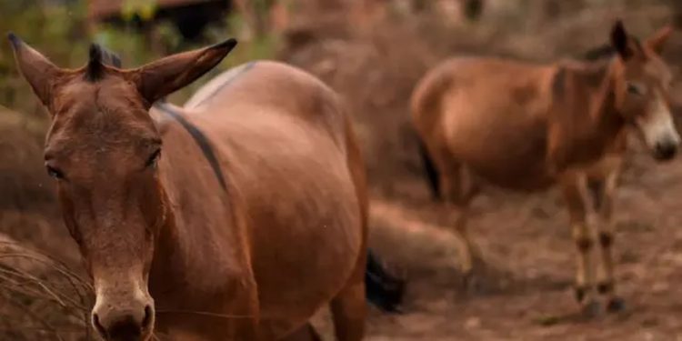A invenção brasileira que promete salvar os jumentos da extinção no Nordeste