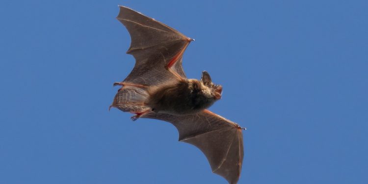 Cientistas descobrem morcegos com brilho verde sob luz ultravioleta – e ninguém sabe por quê