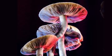 Cogumelos mágicos: dose única de psilocibina pode aliviar dor e depressão