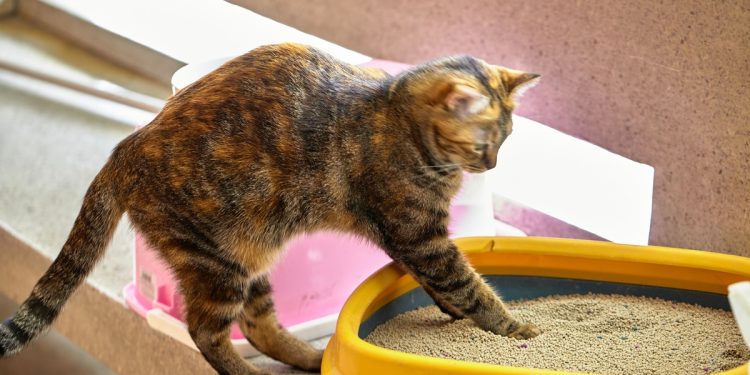 Inteligência artificial prevê doenças em gatos a partir de suas caixas de areia