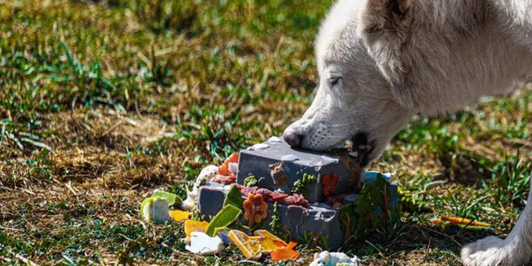 Lobos-terríveis recriados por engenharia genética ganham festa de um ano