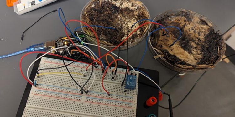 Memória RAM de champignon? Cientistas desenvolvem computador vivo alimentado por cogumelos