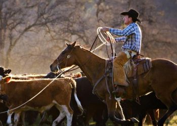 'Traição': a fúria de pecuaristas americanos com plano de Trump de comprar mais carne bovina argentina