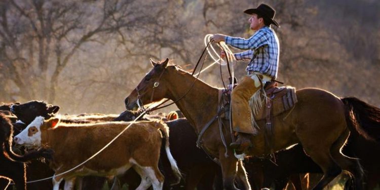 'Traição': a fúria de pecuaristas americanos com plano de Trump de comprar mais carne bovina argentina