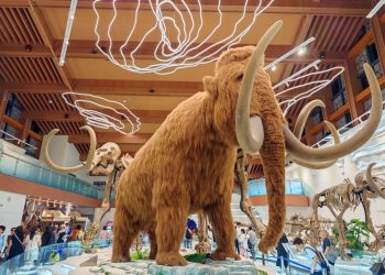 A volta do mamute-lanoso está mais próxima: cientistas encontram o RNA mais antigo de um filhote da espécie