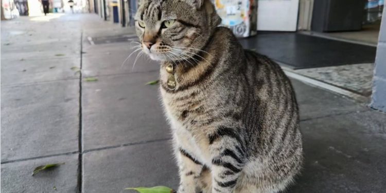 Atropelamento de gato por carro sem motorista revolta moradores de São Francisco