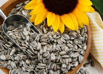 Carne feita de girassol? Pesquisa Brasil-Alemanha cria substituto com alto teor de proteína e ferro