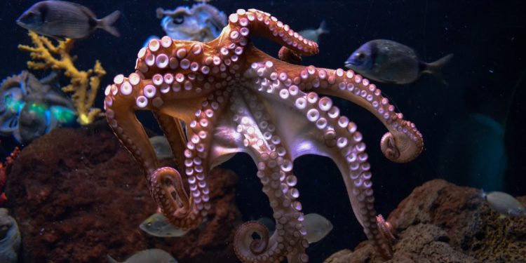 Cientistas conseguiram produzir em grandes quantidades pigmento que dá aos polvos e lulas seu poder de camuflagem