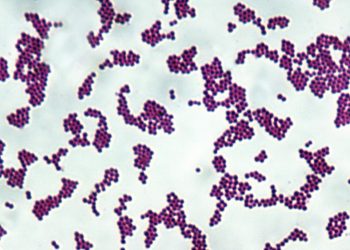 Do inimigo ao remédio: como bactérias estão sendo treinadas para curar o câncer