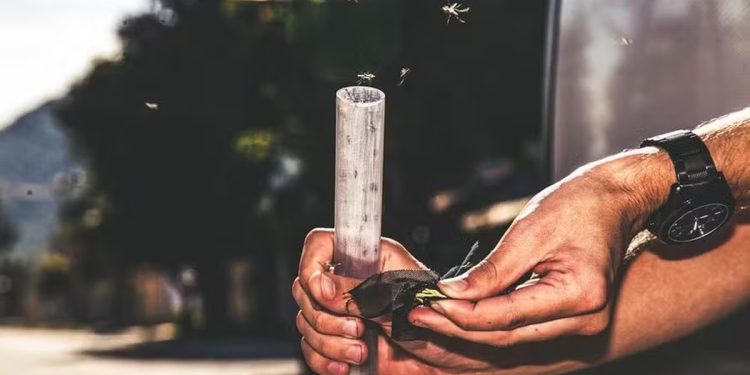 Mosquitos modificados para combater a dengue chegam a nova cidade no Brasil; saiba qual