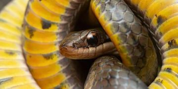 Por que alguns animais conseguem ingerir veneno e enganar a morte