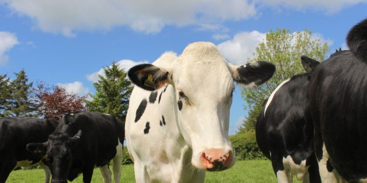 Topa experimentar? Células bovinas 'imortais' podem baratear produção de carne cultivada