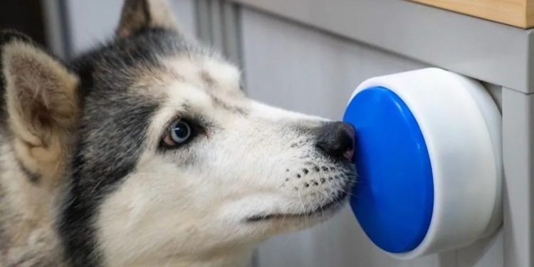 Universidade cria botão sem fio que permite que cachorros controlem eletrodomésticos