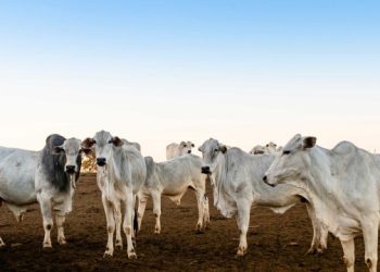 Pará adia para 2030 obrigação de rastrear gado com 'brinco' em cada animal