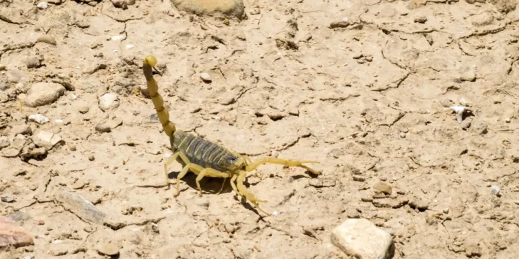 Com chegada do verão, Secretaria de Saúde de SP emite alerta para acidentes com escorpião